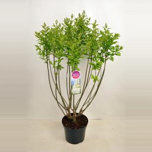 Sering (syringa villosae "Agnes Smith") - 90-120 cm - 1 stuks