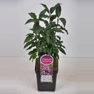 Sering (syringa villosae "Minuet") - 30-50 cm - 1 stuks