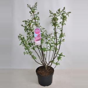 Sering (syringa villosae "Miss Canada") - 70-90 cm - 1 stuks