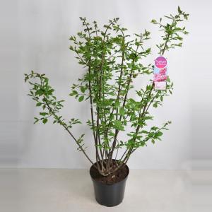 Sering (syringa villosae "Miss Canada") - 90-120 cm - 1 stuks