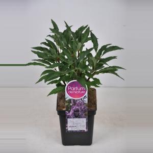 Afbeelding Sering (syringa villosae "Royalty") - 30-50 cm - 1 stuks door Tuinexpress.nl