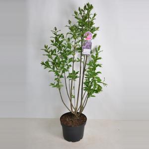 Sering (syringa villosae "Royalty") - 70-90 cm - 1 stuks