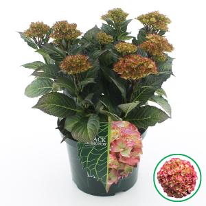 Hydrangea Macrophylla "Black Diamond® Red Angel"® boerenhortensia - 30-40 cm - 1 stuks