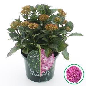 Hydrangea Macrophylla "Black Diamond® Red Angel Purple"® boerenhortensia - 30-40 cm - 1 stuks