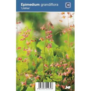 Elfenbloem (epimedium grandiflora "Lilafee") schaduwplant - 12 stuks