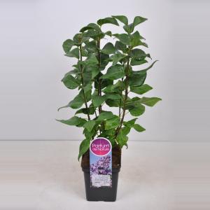 Sering (syringa vulgaris "Lavender Lady") - 50-70 cm - 1 stuks