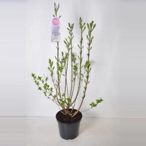 Sering (syringa vulgaris "Lavender Lady") - 90-120 cm - 1 stuks