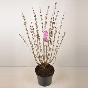 Dwergsering (syringa "Tinkerbelle"®) - 90-120 cm - 1 stuks