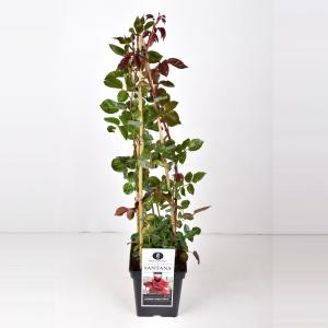 Klimroos (rosa "Santana"®) - C5 - 1 stuks