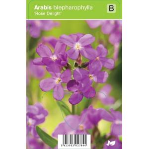 Rijstebrij (arabis blepharophylla "Rose Delight") voorjaarsbloeier - 12 stuks