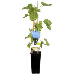 Afbeelding Blauwe druif (vitis vinifera "Muscat Blue") fruitplanten door Tuinexpress.nl