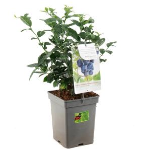 Bosbes (vaccinium corymbosum "Jersey") fruitplanten - In 5 liter pot - 1 stuks