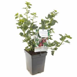 Rode kruisbes (ribes uva crispa "Captivator") fruitplanten - In 5 liter pot - 1 stuks