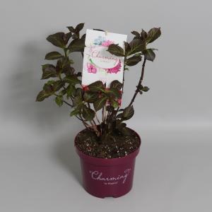 Hydrangea Macrophylla Charming® Alice Pink ® boerenhortensia 25 30 cm 1 stuks