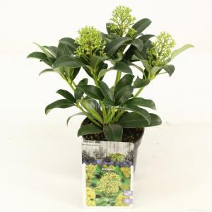 Skimmia (Skimmia Japonica “Fragrant Cloud”) heester - 15-20 cm (P10,5) - 11 stuks