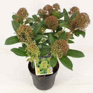 Skimmia (Skimmia Japonica “Fragrant Cloud”) heester - 25-30 cm (C2) - 6 stuks