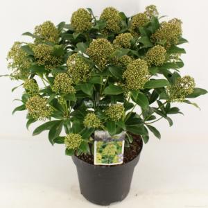 Skimmia (Skimmia Japonica “Fragrant Cloud”) heester - 30-40 cm (C4,5) - 9 stuks