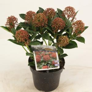 Skimmia (Skimmia Japonica “Pink Dwarf”®) heester - 10-15 cm (P13) - 8 stuks