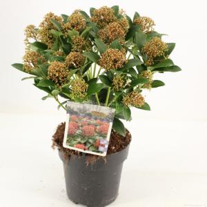 Skimmia (Skimmia Japonica “Pink Dwarf”®) heester - 20-25 cm (P15) - 6 stuks