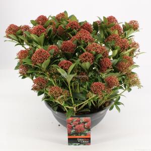 Skimmia (Skimmia Japonica “Pink Dwarf”®) heester - 10-15 cm (P27) - 5 stuks