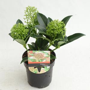 Skimmia (Skimmia Japonica “Marlot”) heester - 10-15 cm (P9.5) - 18 stuks