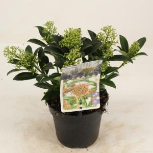 Skimmia (Skimmia Japonica “Marlot”) heester - 10-15 cm (P13) - 8 stuks