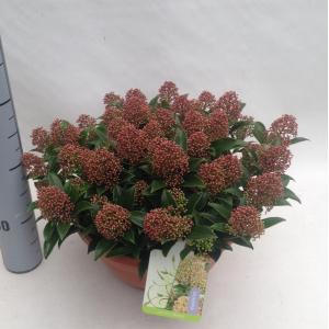 Skimmia (Skimmia Japonica “Marlot”) heester - 10-15 cm (P27) - 5 stuks