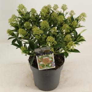 Skimmia (Skimmia Japonica “Marlot”) heester - 20-30 cm (C3) - 6 stuks