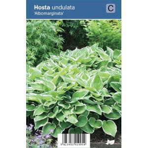 Hartlelie (hosta undulata "Albomarginata") schaduwplant - 12 stuks