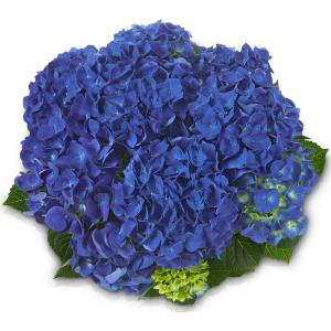 Hydrangea Macrophylla Classic® 