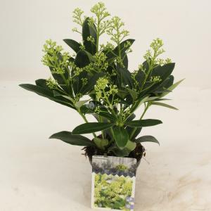 Skimmia (Skimmia Japonica “Finchy”®) heester - 15-20 cm (P10,5) - 11 stuks