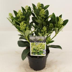 Skimmia (Skimmia Japonica “Finchy”®) heester - 20+ cm (P13) - 8 stuks