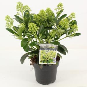 Skimmia (Skimmia Japonica “Finchy”®) heester - 20-25 cm (P15) - 6 stuks