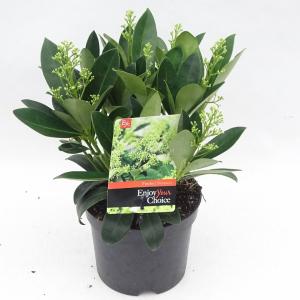 Skimmia (Skimmia Japonica “Finchy”®) heester - 30-40 cm (C3) - 6 stuks