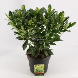 Skimmia (Skimmia Japonica “Finchy”®) heester - 30-40 cm (C4,5) - 9 stuks