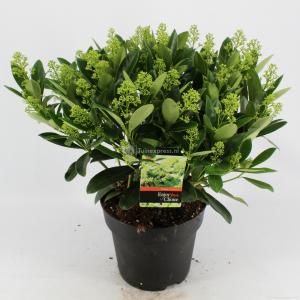 Skimmia (Skimmia Japonica “Finchy”®) heester - 40-50 cm (C7) - 7 stuks