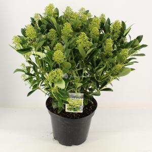 Skimmia (Skimmia Japonica “Finchy”®) heester - 40-50 cm (C10) - 5 stuks