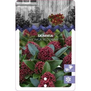 Skimmia (Skimmia Japonica “Red Dwarf”®) heester - 30-40 cm (C3) - 7 stuks