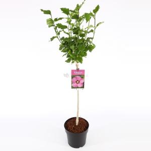 Hibiscus syriacus Woodbridge op stam Stam 60 cm 9 stuks