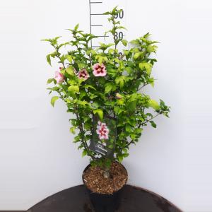 Afbeelding Hibiscus syriacus Hamabo - 60 - 80 cm - 5 stuks door Tuinexpress.nl