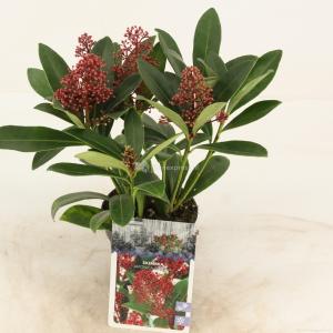 Skimmia (Skimmia Japonica “Rubella”) heester - 15-20 cm (P9.5) - 18 stuks