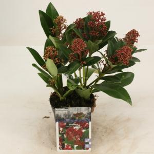 Skimmia (Skimmia Japonica “Rubella”) heester - 15-20 cm (P10.5) - 11 stuks