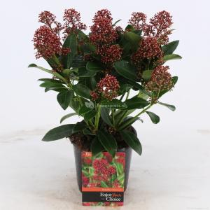 Skimmia (Skimmia Japonica “Rubella”) heester - 20+ cm (P13) - 8 stuks