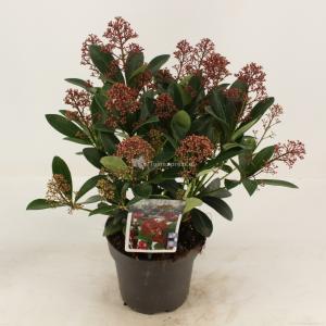 Skimmia (Skimmia Japonica “Rubella”) heester - 30-40 cm (C2) - 6 stuks