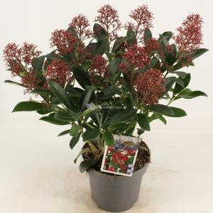 Skimmia (Skimmia Japonica “Rubella”) heester - 30-40 cm (C3) - 9 stuks