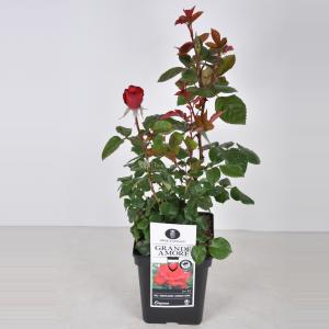 Grootbloemige roos (rosa Grande Amore ®) C5 1 stuks