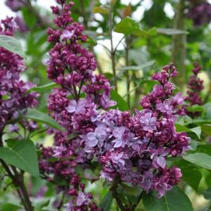 Afbeelding Sering (syringa vulgaris "Adelaide Dunbar") door Tuinexpress.nl