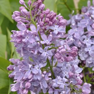 Sering op stam 85 cm (syringa vulgaris "Lavender Lady")