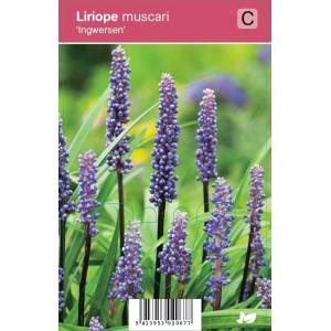 Leliegras (liriope muscari "Ingwersen") najaarsbloeier - 12 stuks