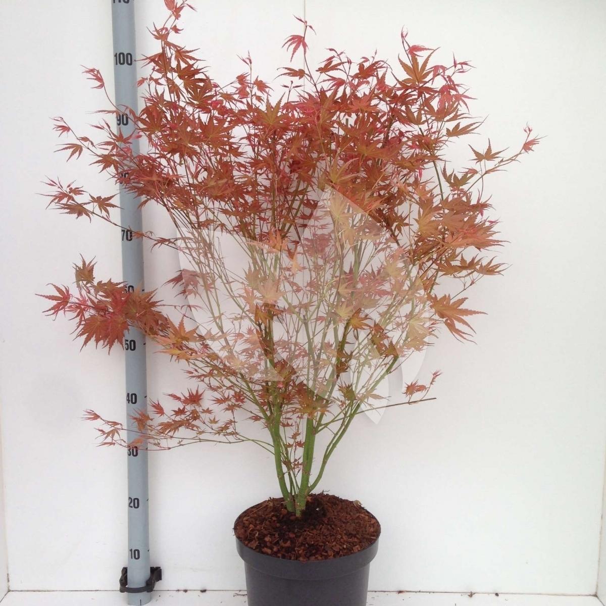 Plantenwinkel Nl Japanse Esdoorn Acer Palmatum Phoenix Heester